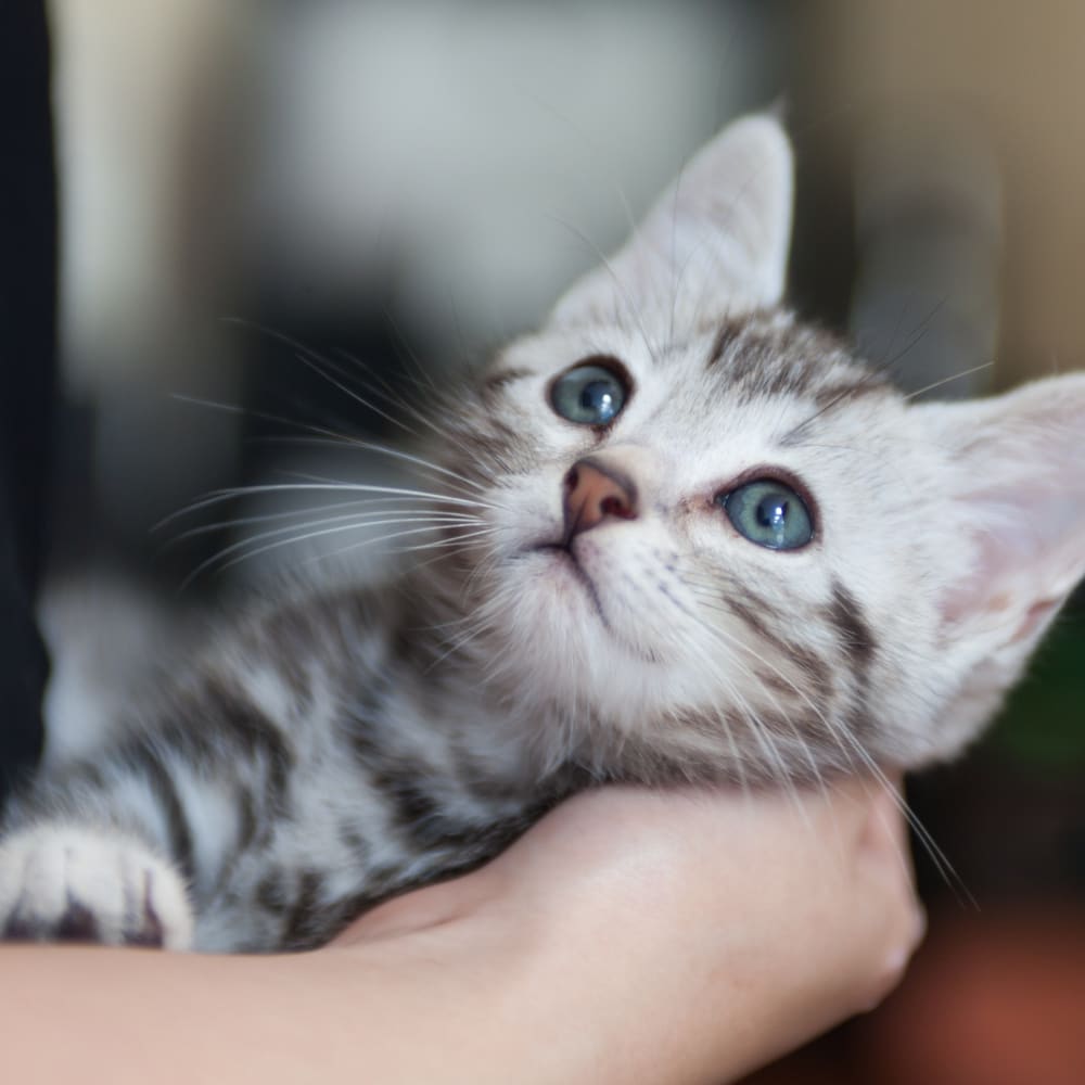 Puppy & Kitten Veterinary Care in Edgewater | Puppy & Kitten Vet